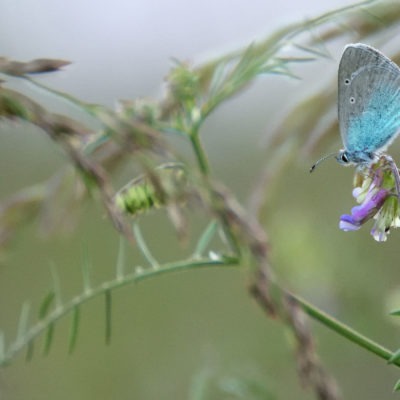 Le bleu de la fleur