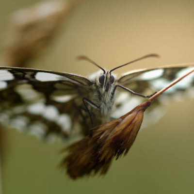 L'envergure du papillon