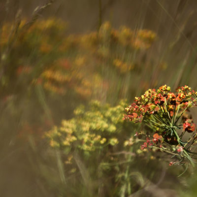 La forêt miniature