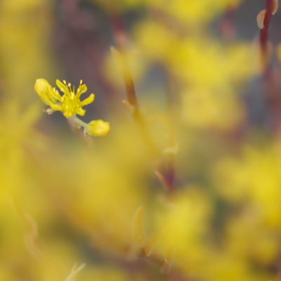 Fleurs d'étoiles