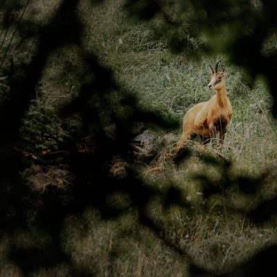 Matin pluvieux dans la combe