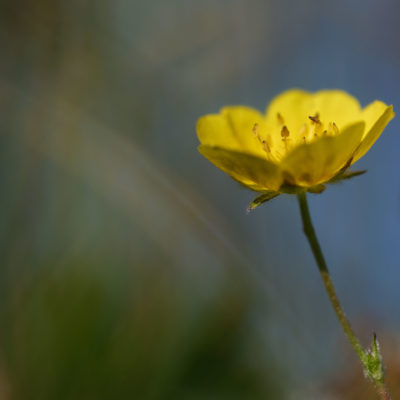 Jaune d'or