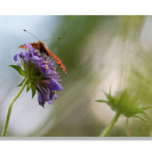 Transi par la rosée