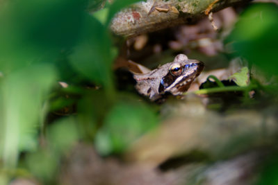 La feuille aux yeux de grenouille