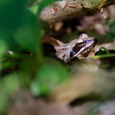 La feuille aux yeux de grenouille