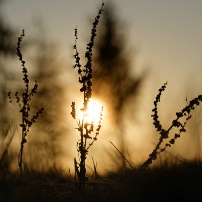 Matin d'hiver ; graines desséchées