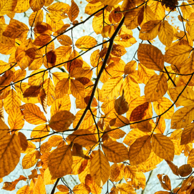 Eclaboussures de l'automne
