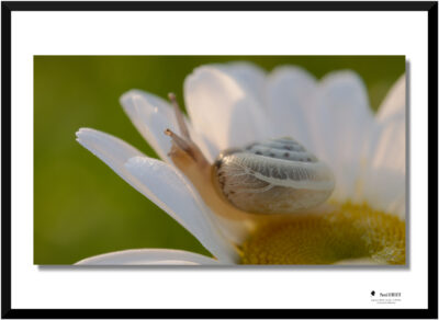 Lever de soleil sur une marguerite