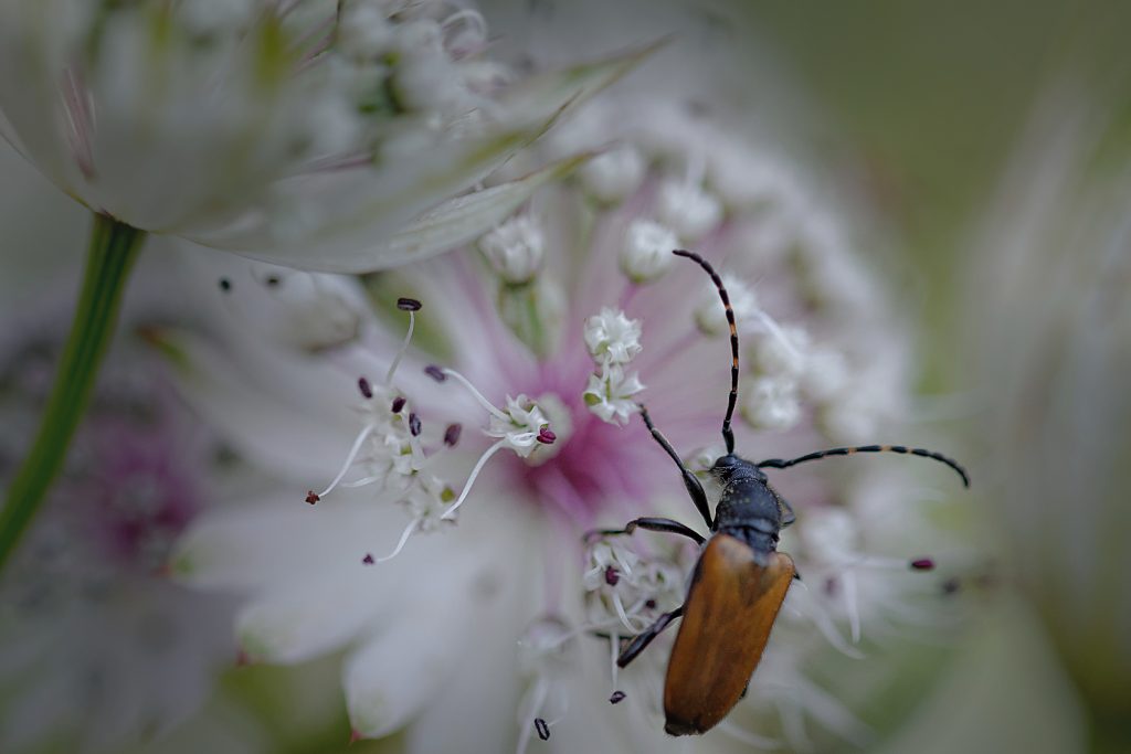 Un coléoptère longicorne s'alimente sur une fleur de Grande Astrance