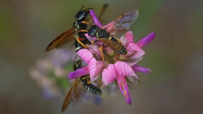 Les petites guêpes à nectar