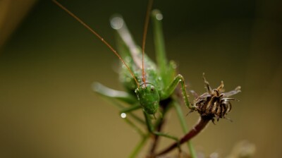 Douchée par la rosée