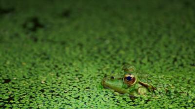 Se mettre au vert