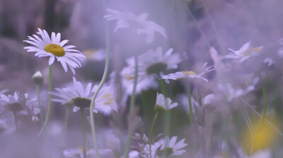 Corolle dressée, printemps en fleurs