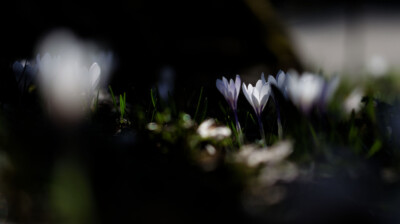 Lumière entre les arbres, Crocus de printemps