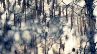 Le rideau de chatons