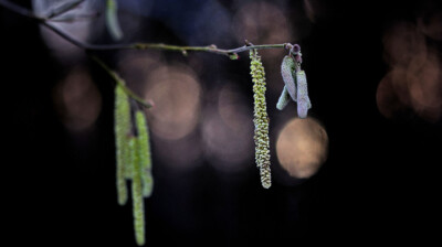 Les chatons en lumière