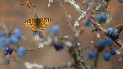 Le nacré des prunelles