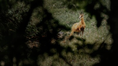 Matin pluvieux dans la combe