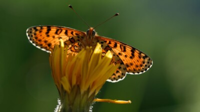 Plein soleil dans les ailes