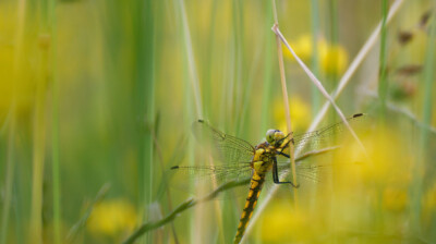 Les roseaux en fleurs