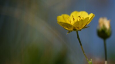 Jaune d'or