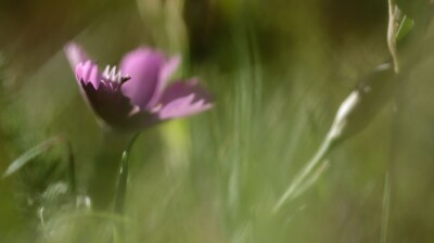 Pétales dentés dans la brise