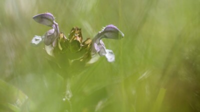 Petits casques dans les herbes