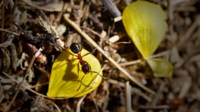 Couleurs de l'été sur la fourmilière