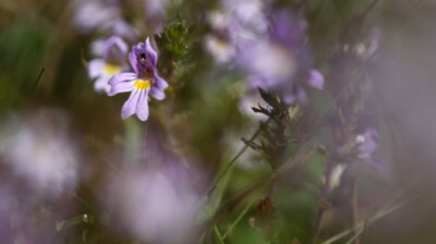 Concert de lèvres minuscules ; chuchotis au soleil