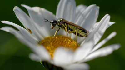 Comme dans une nacelle, mobile dans la brise...