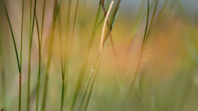 Basses herbes ; jungle