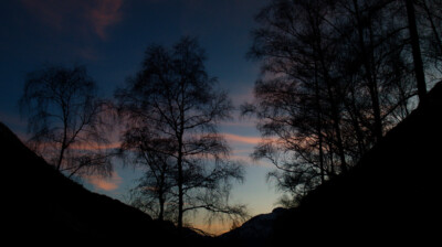 Les arbres du vallon