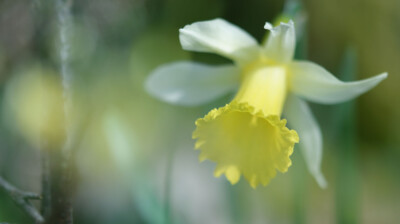 Narcissus