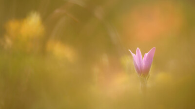 Comme des plumes ouvertes