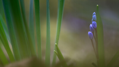 Les boutons de la scille