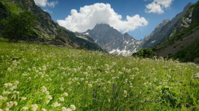 Flocons en fleur dans la prairie