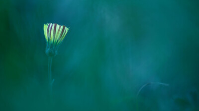 L'herbe à épervier