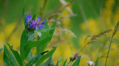 L'herbe aux centaures