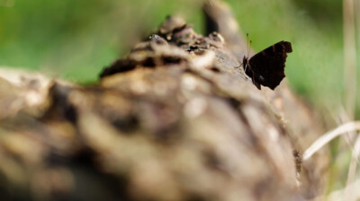 Aglais io