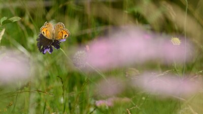 Un feu-follet dans les scabieuses