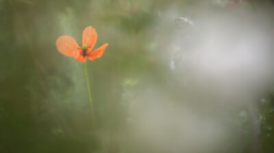 Le pavot en lumière