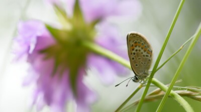 Une fleur en guise de parasol