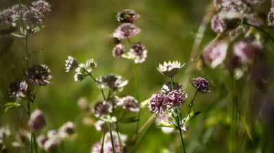 Du rose tendre dans les ombelles