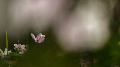 Feux follets dans le sous-bois