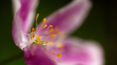 Ouverte en grand dans le sous-bois