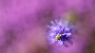 Variations sur le rose