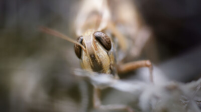Le criquet aux ailes rouges