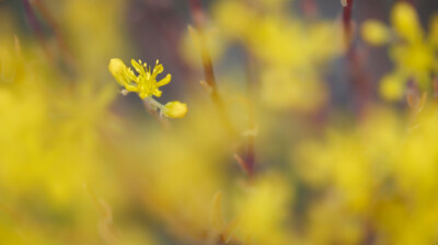 Fleurs d'étoiles