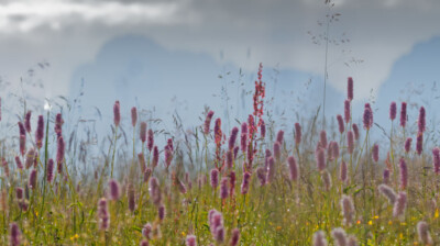 Le tapis de Bistortes
