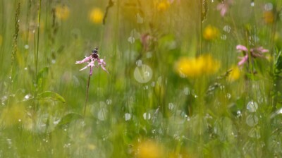 Etincellement d'été